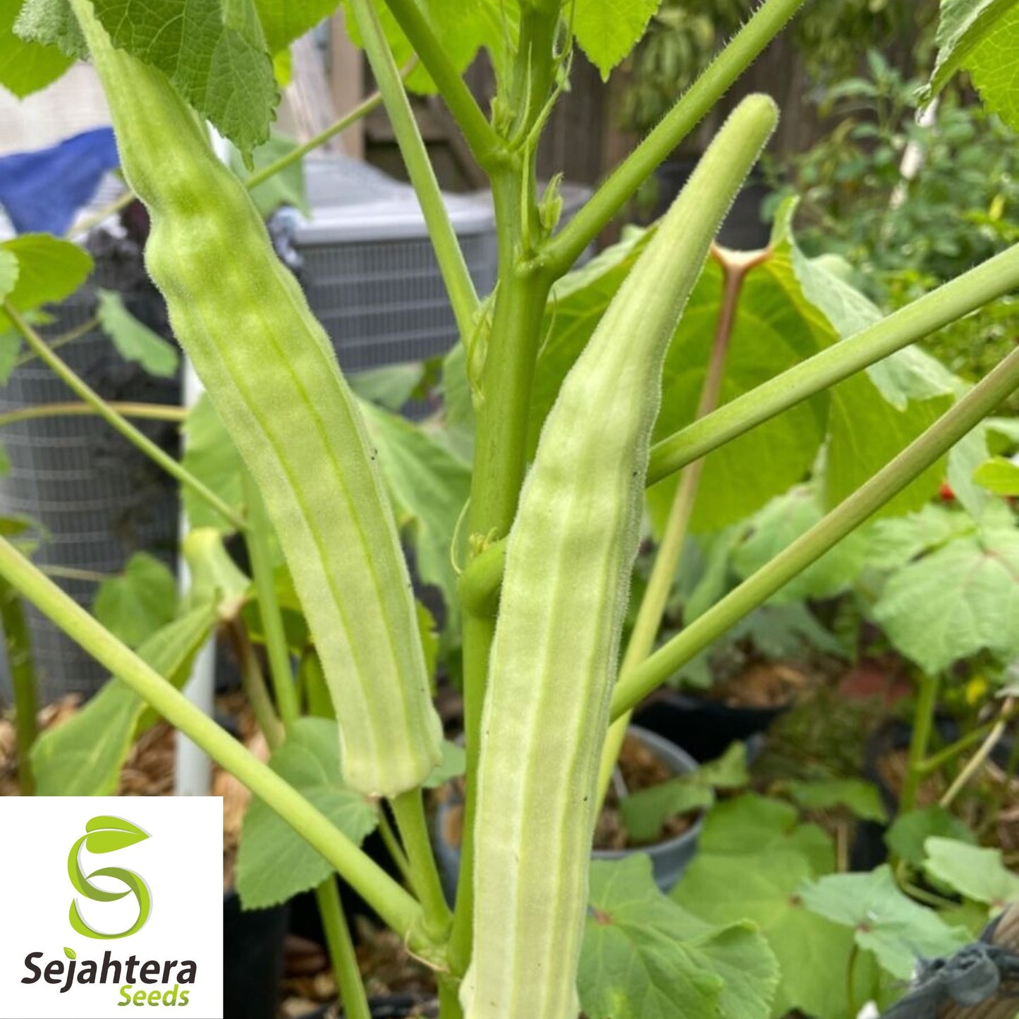 Louisiana Longhorn Cowhorn Okra Seeds - 100+ Heirloom, Non-GMO & High Yield