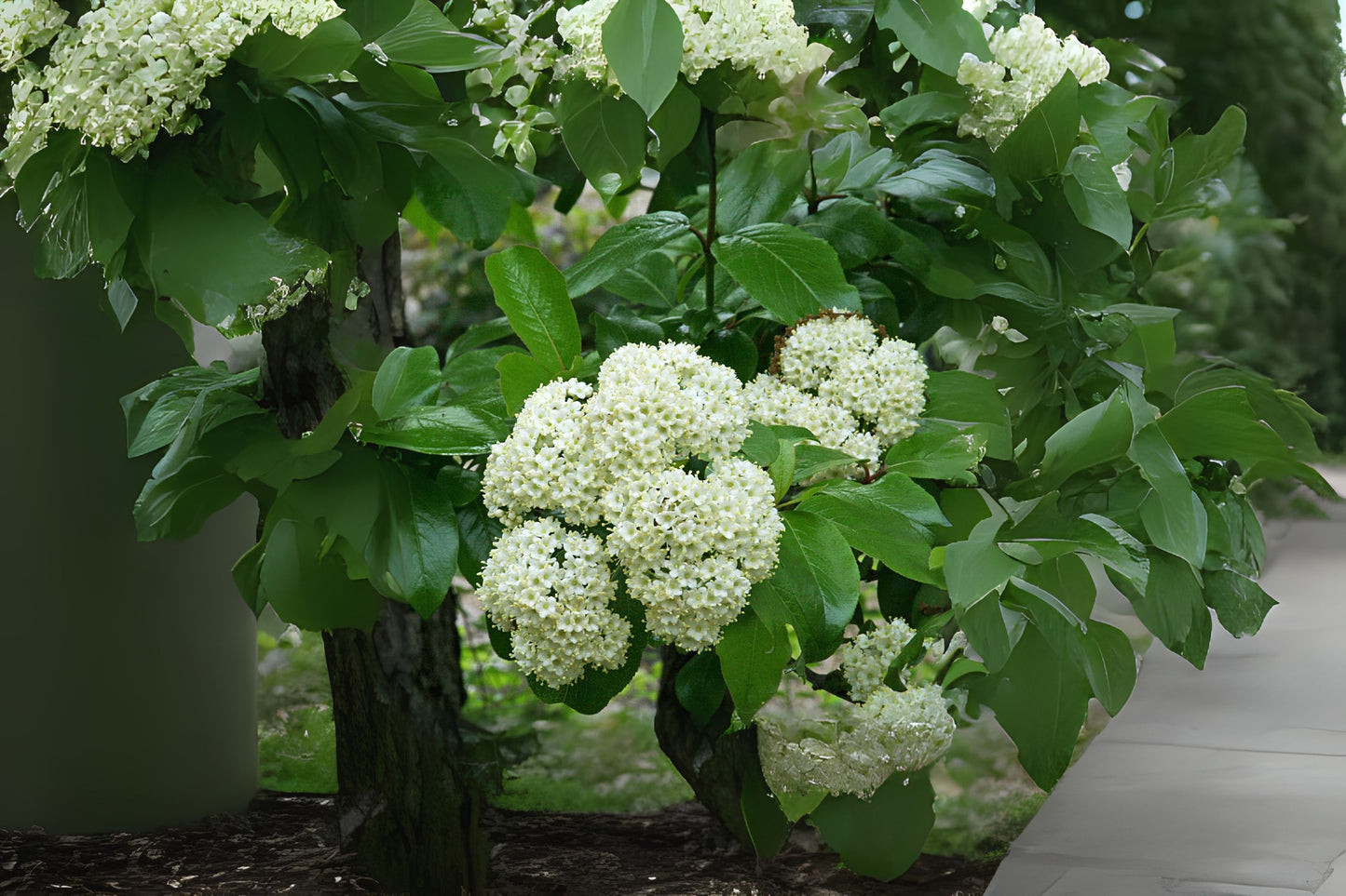 Rusty Blackhaw Southern Blackhaw (Viburnum rufidulum)