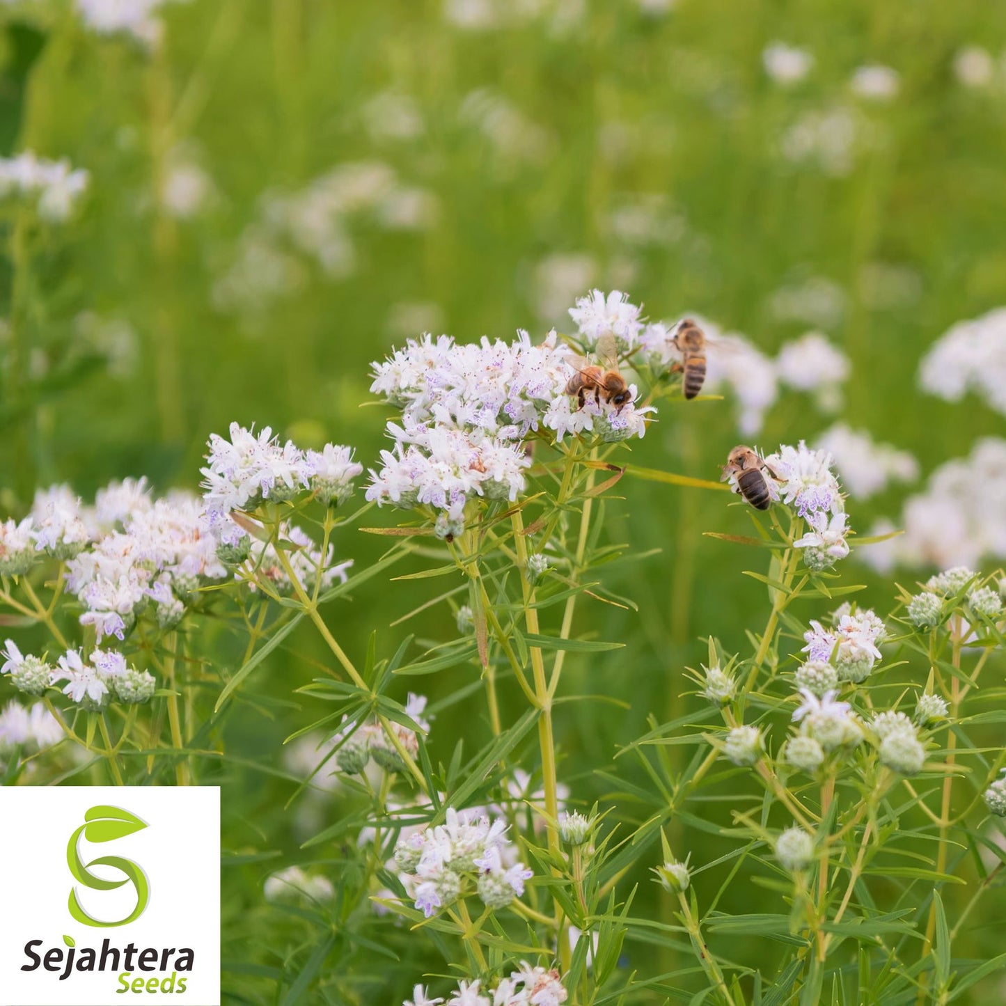 Mountain Mint Seeds {Pycnanthemum virginianum} 100+ Seeds