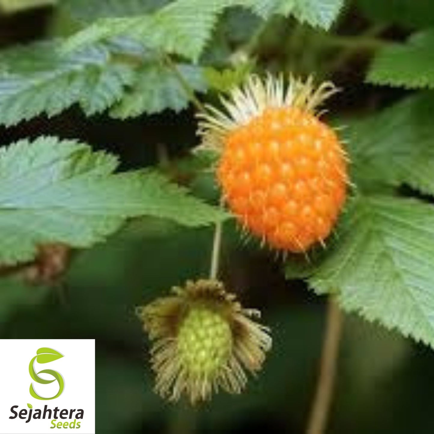 Salmonberry Seeds {Rubus spectabilis} Fruit Bearing Shrub 25+ Seeds