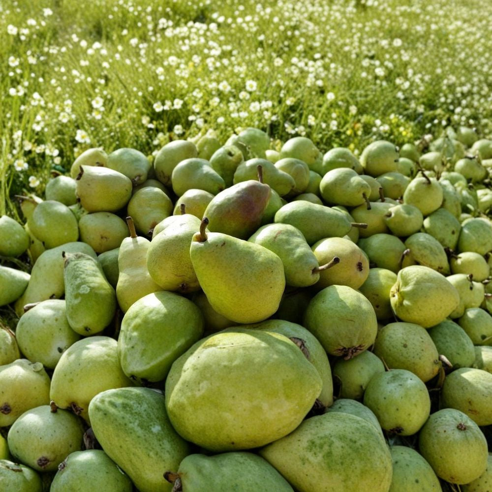 Bartlett Pear Tree – Pyrus ‘Bartlett’ Bareroot Fruit Trees | 2 Tree Bundle | 18–24 Inches Tall Sweet Juicy Pears | Cold Hardy | Stunning Spring Blooms