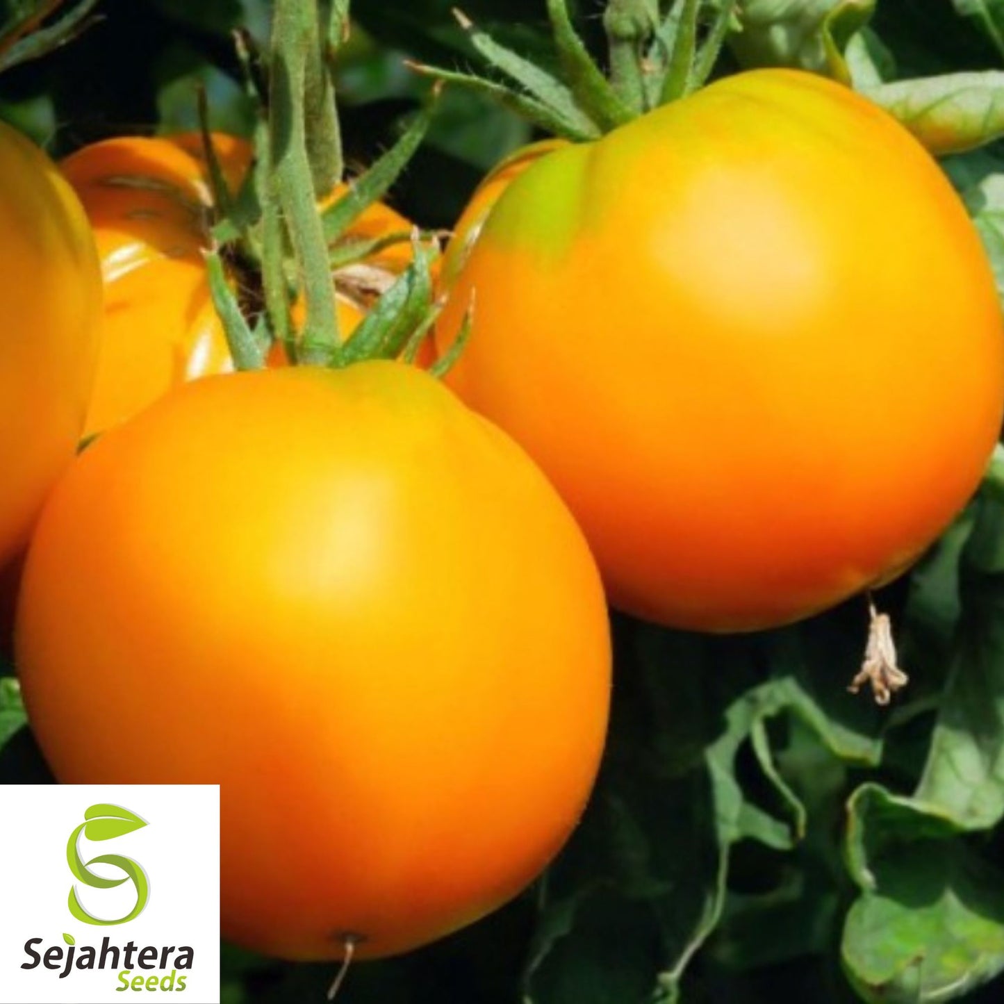 30 Garden Peach Tomato Seeds - Non-GMO, Sweet & Unique Heirloom