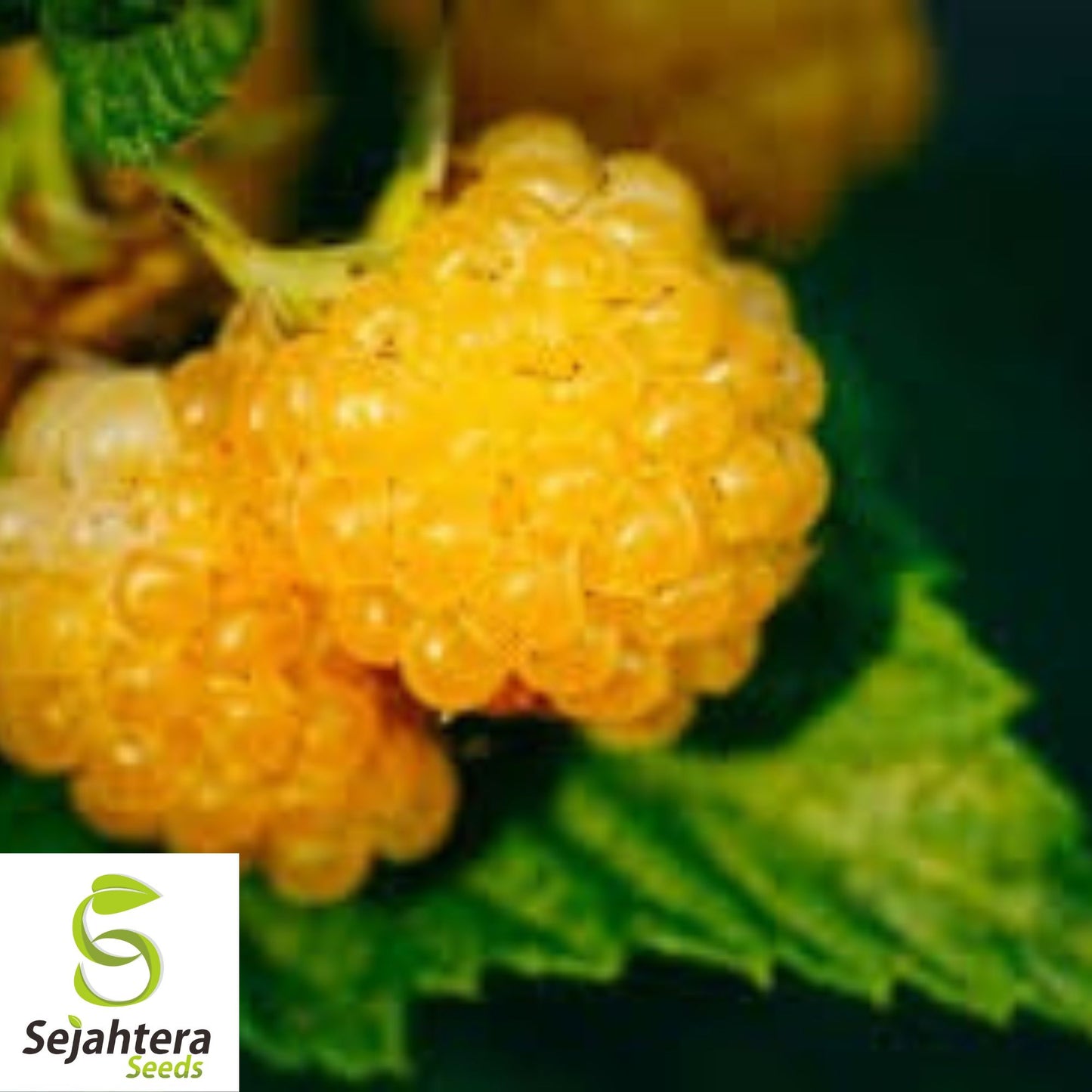 Salmonberry Seeds {Rubus spectabilis} Fruit Bearing Shrub 25+ Seeds