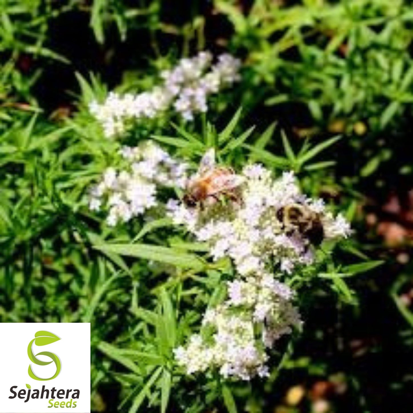 Mountain Mint Seeds {Pycnanthemum virginianum} 100+ Seeds