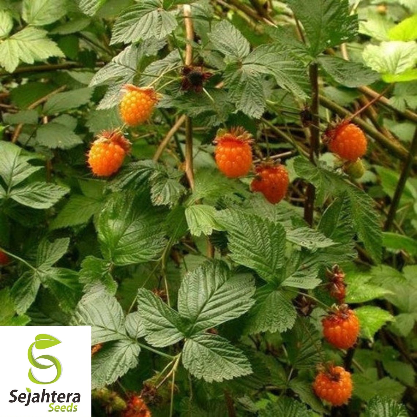 Salmonberry Seeds {Rubus spectabilis} Fruit Bearing Shrub 25+ Seeds