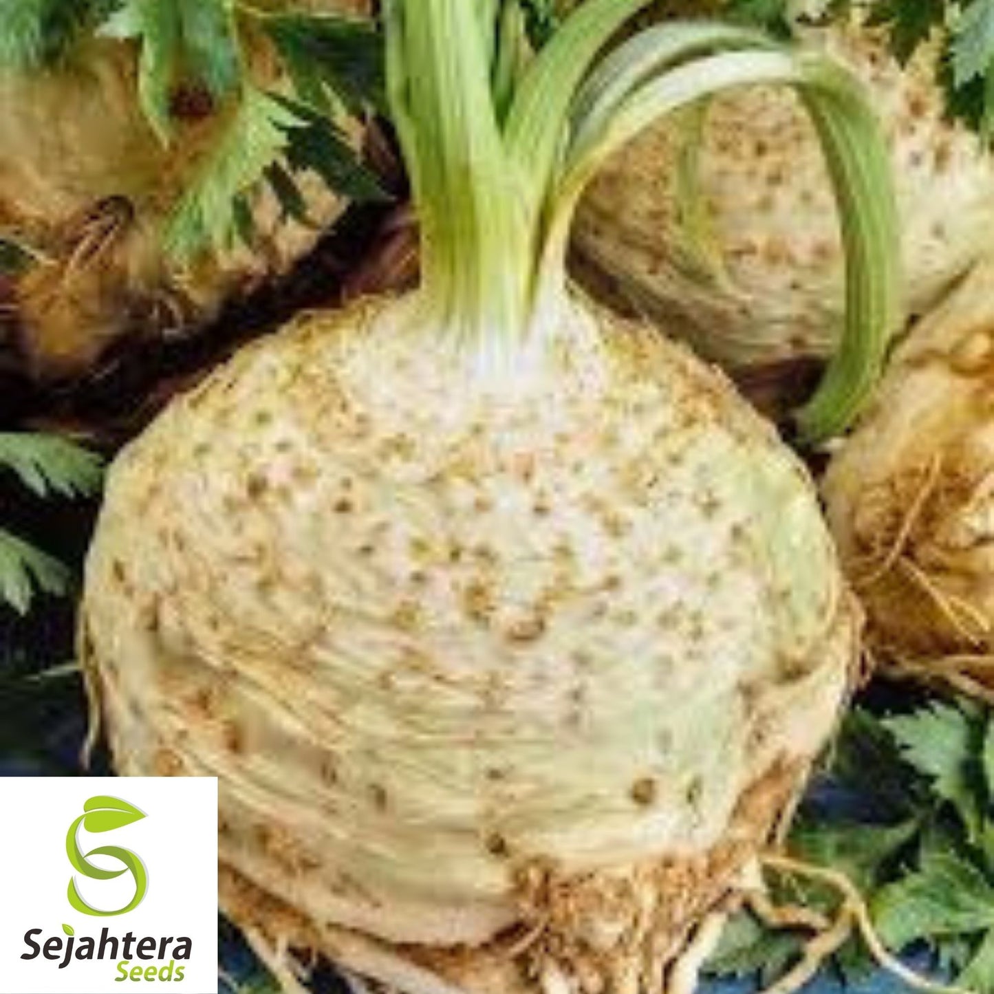 Giant Prague Celeriac Seeds 500+ | NON-GMO Root Vegetable Garden USA