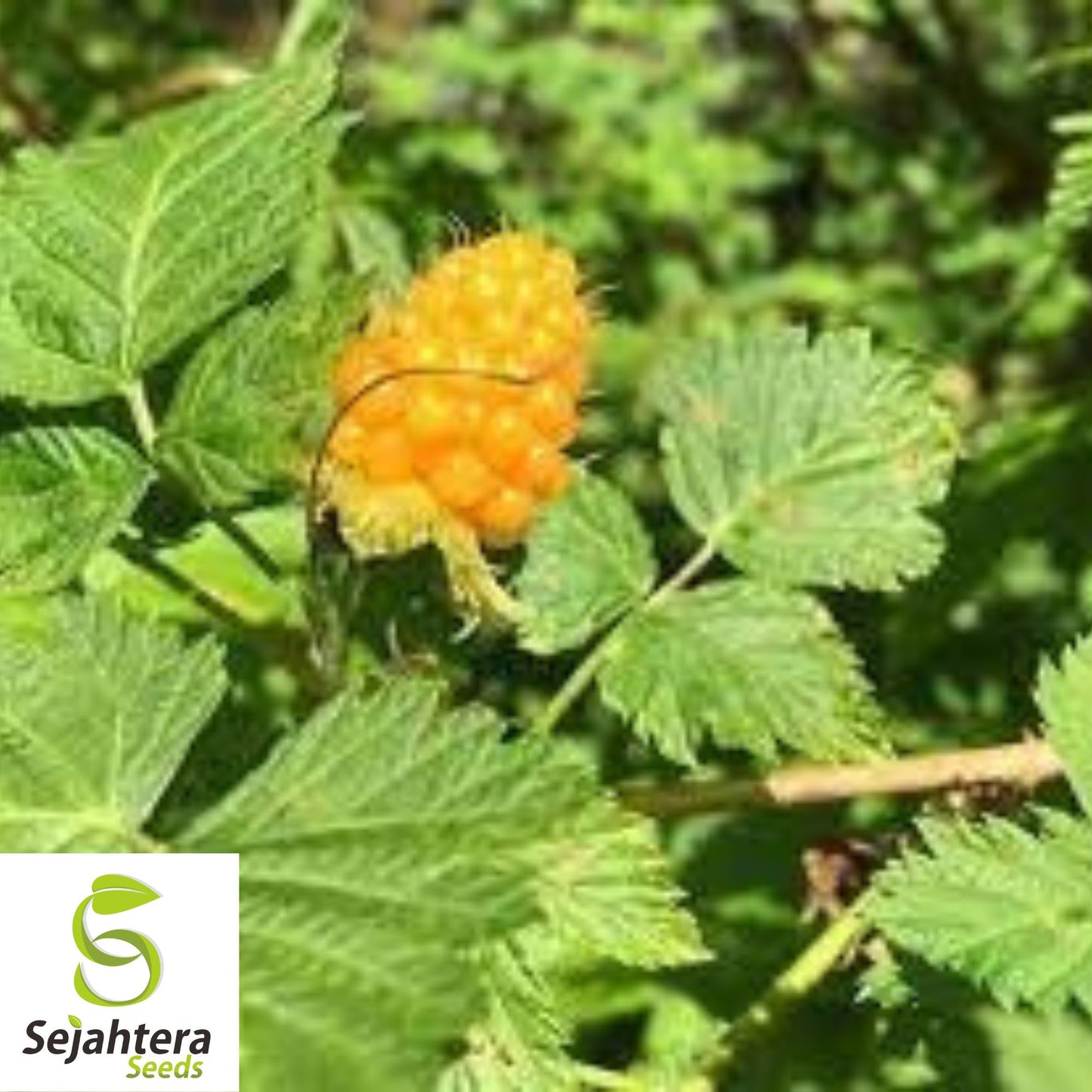Salmonberry Seeds {Rubus spectabilis} Fruit Bearing Shrub 25+ Seeds