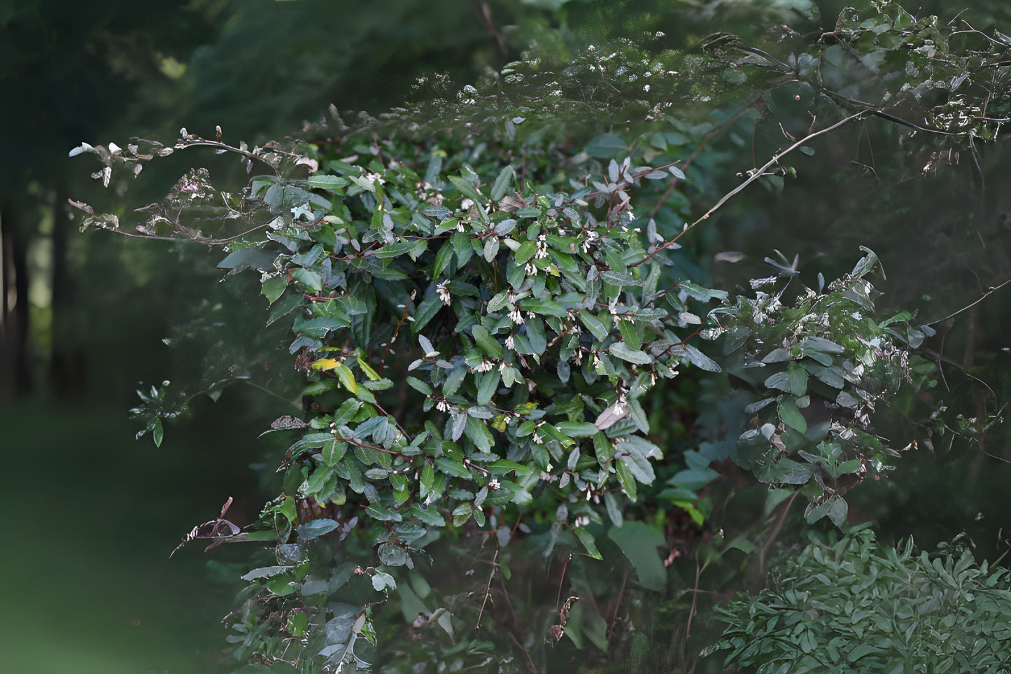 Thorny Elaeagnus Thorny Olive (Elaeagnus pungens)