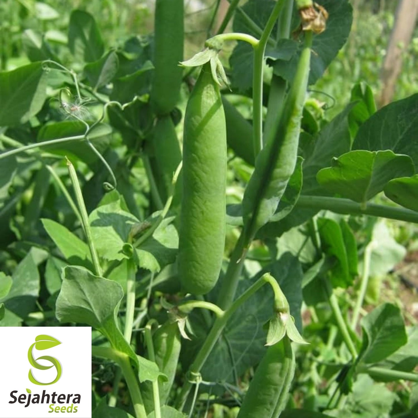 Little Marvel Pea Seeds 25 Ct | Heirloom Pod Vegetable Garden NON-GMO USA