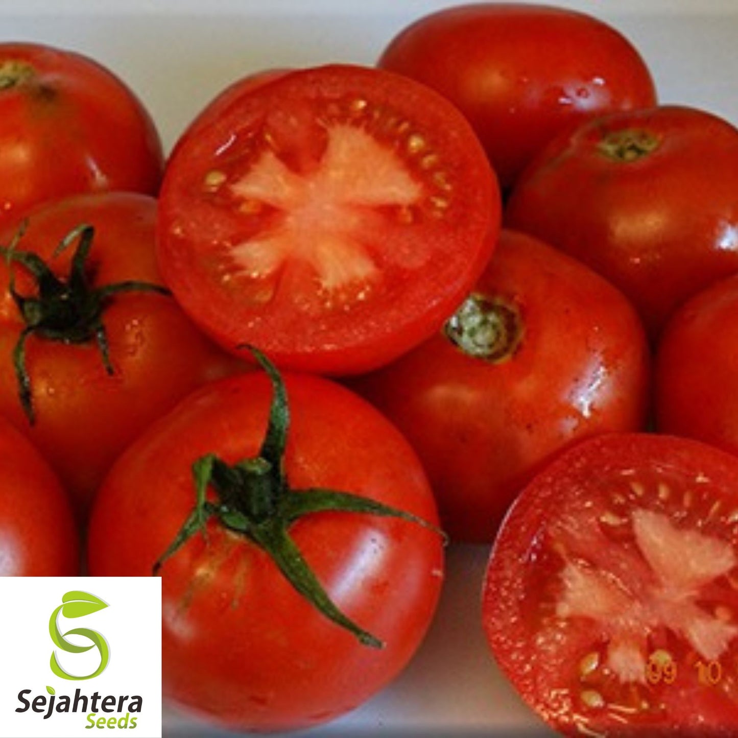 42-Day Tomato Seeds - 100 Heirloom - Fastest Ripening Tomato - Non-GMO