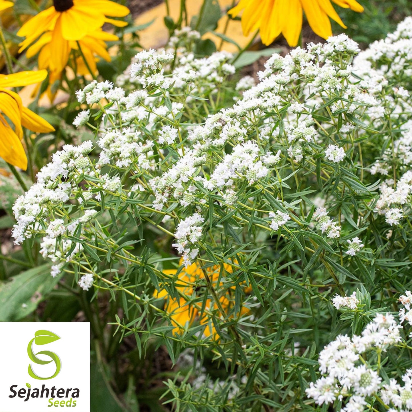 Mountain Mint Seeds {Pycnanthemum virginianum} 100+ Seeds