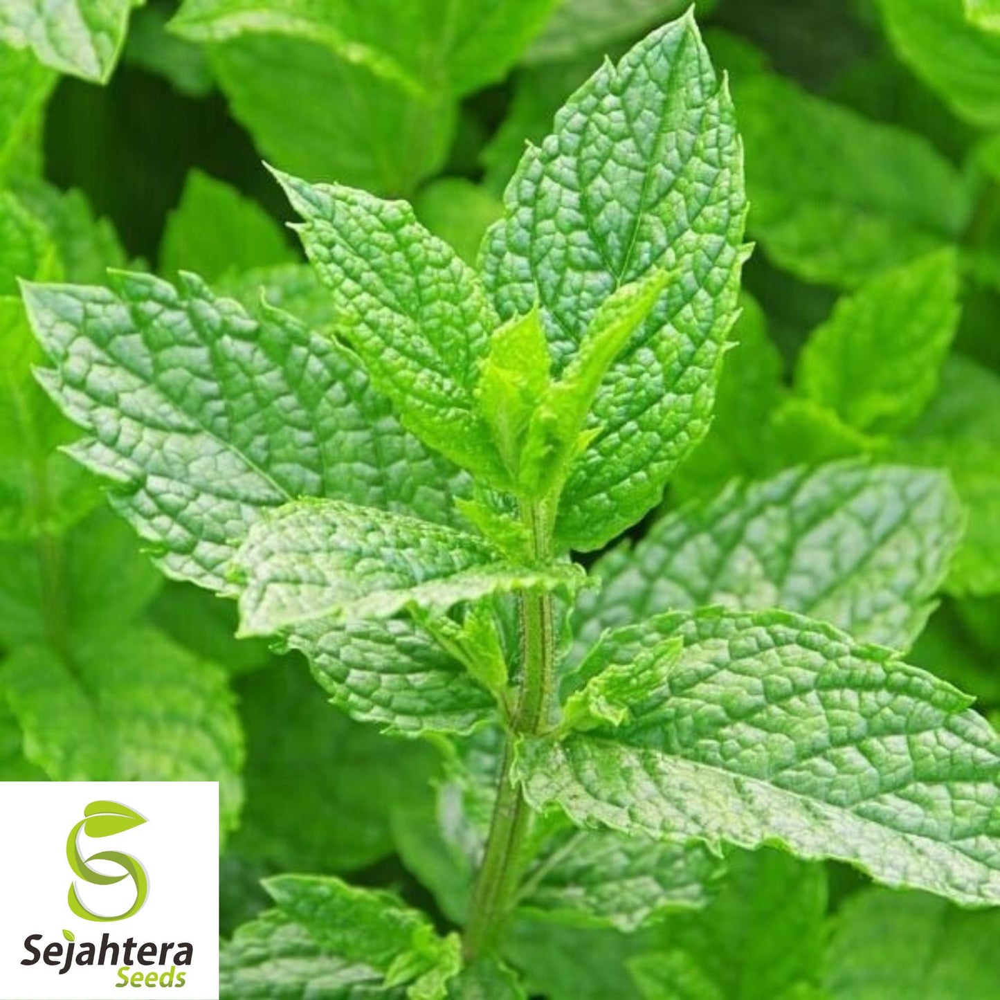 500+ Spearmint Seeds - Non-GMO, Aromatic & Versatile Herb Variety