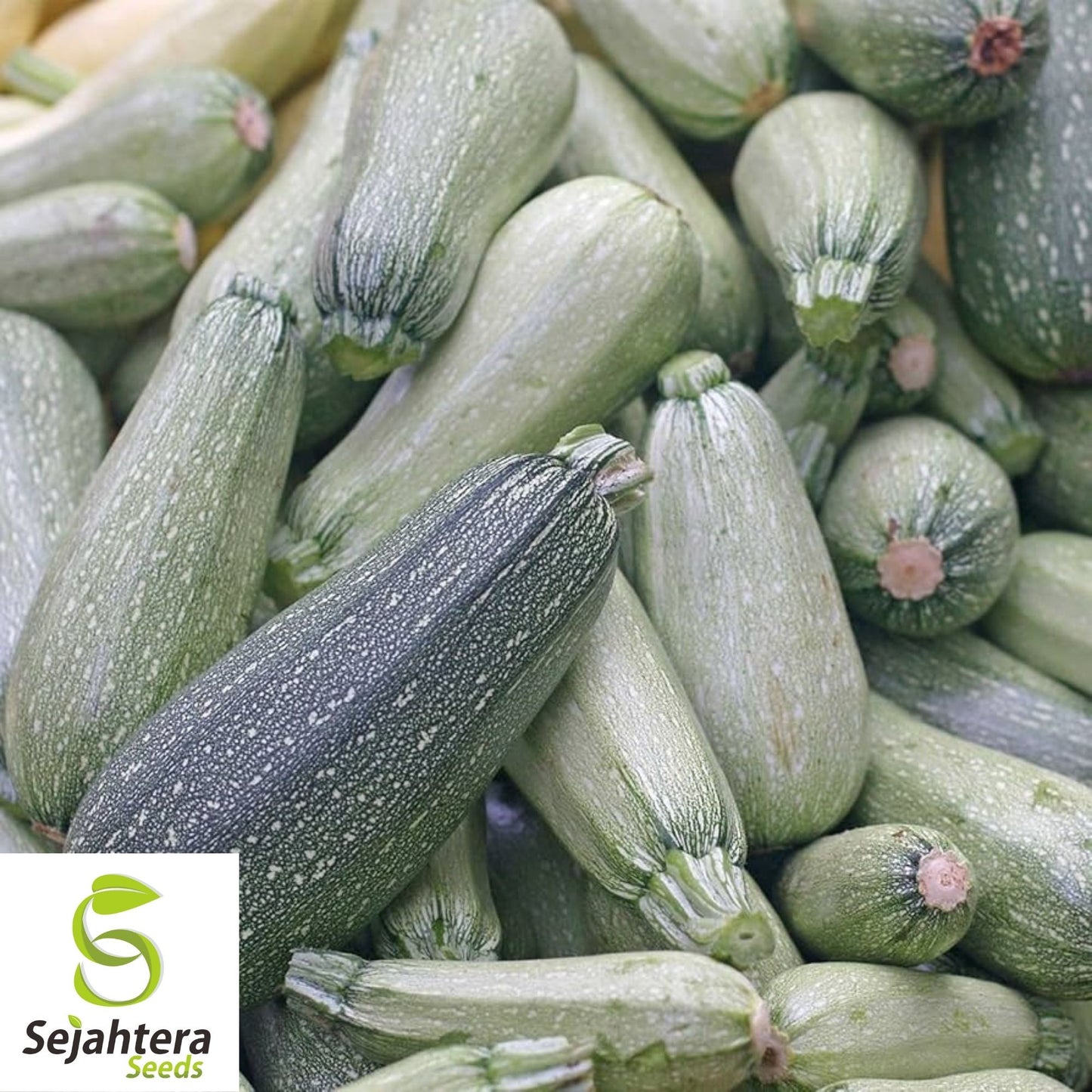 Grey Zucchini Summer Squash Seeds 15 Ct | Gray Squash Vegetable Garden USA