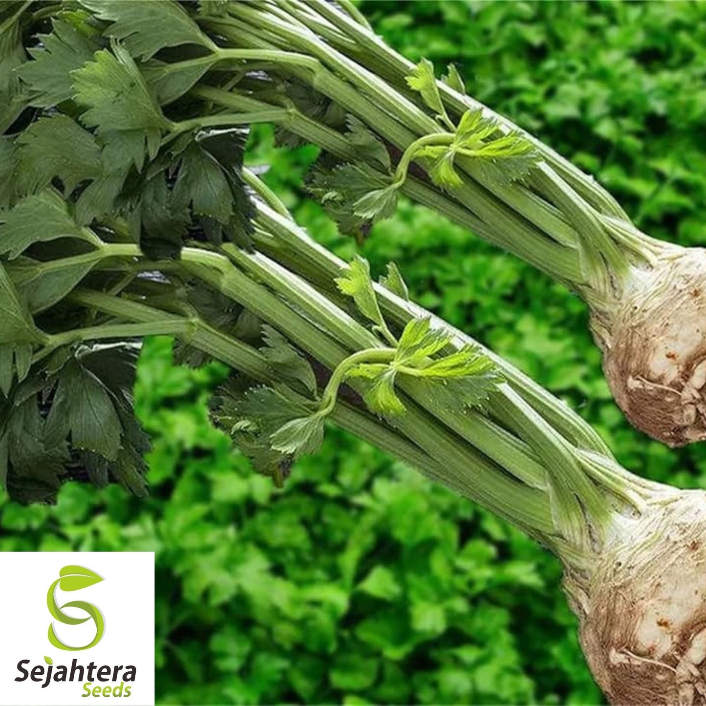 Giant Prague Celeriac Seeds 500+ | NON-GMO Root Vegetable Garden USA