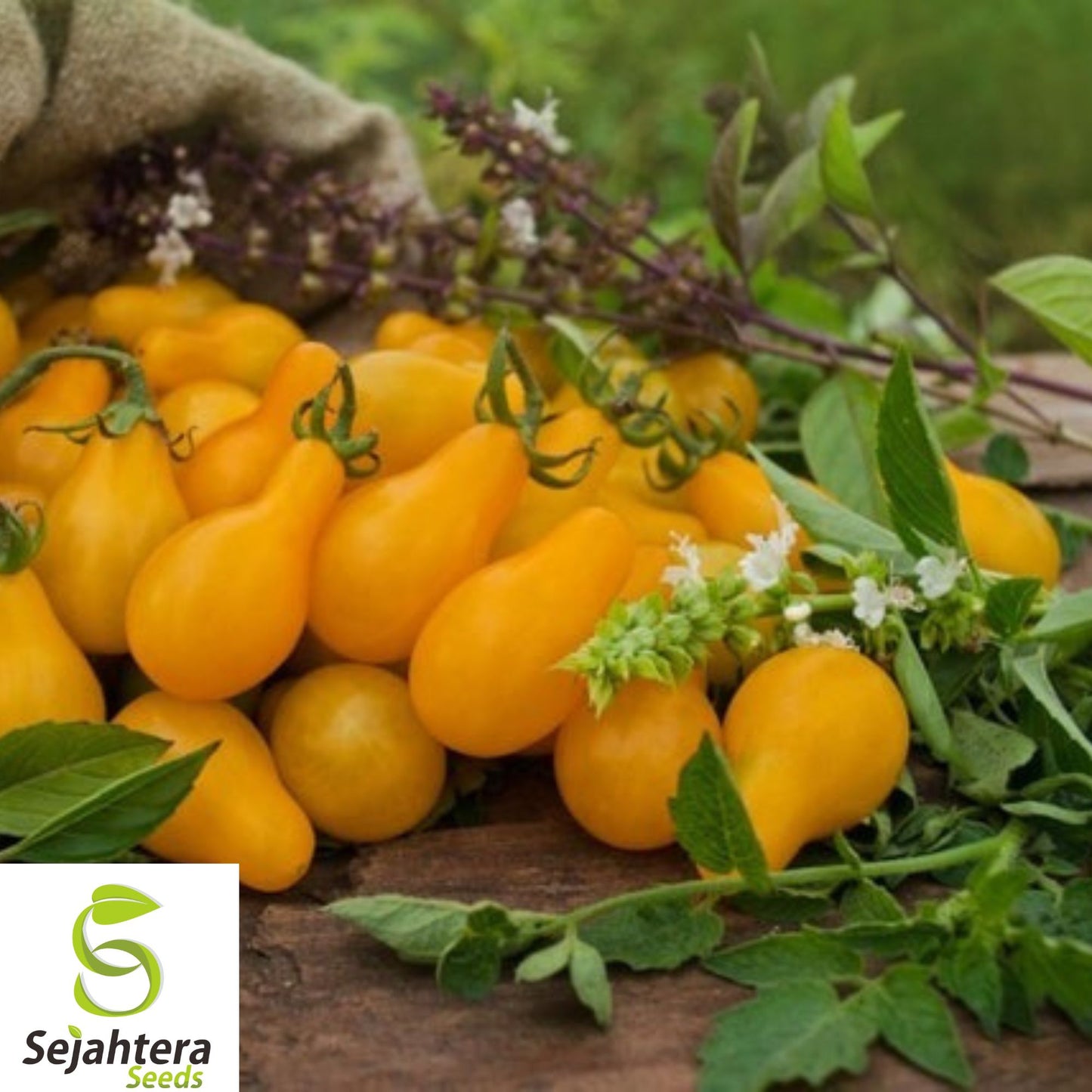 10+ Yellow Pear Tomato Seeds - Heirloom, Organic, Non-GMO, Sweet & High-Yield