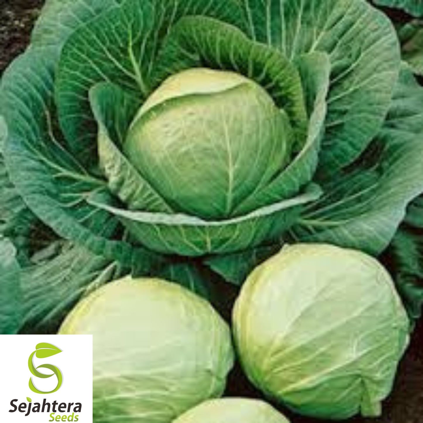 500+ Savoy Perfection Cabbage Seeds - Heirloom, Non-GMO, Crisp & Fresh