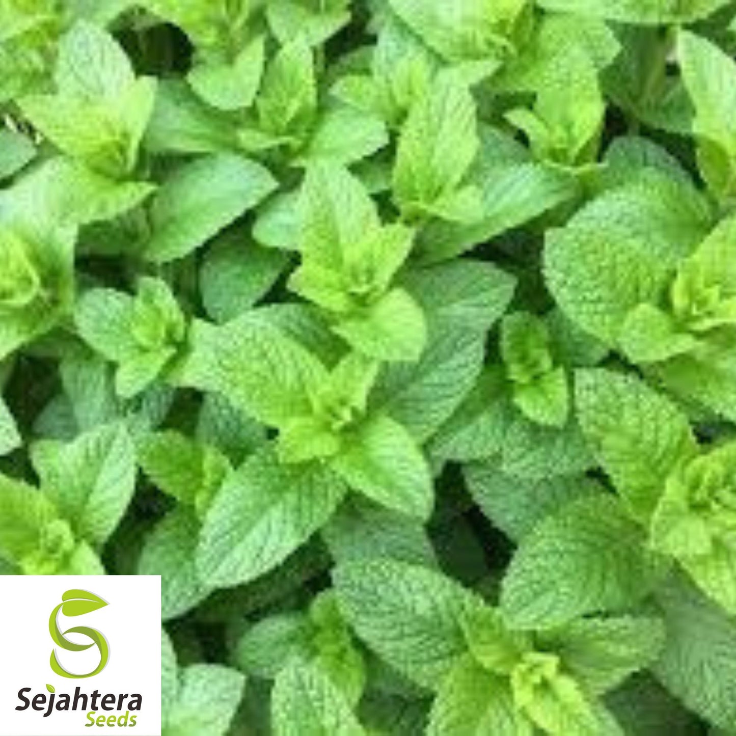 500+ Spearmint Seeds - Non-GMO, Aromatic & Versatile Herb Variety