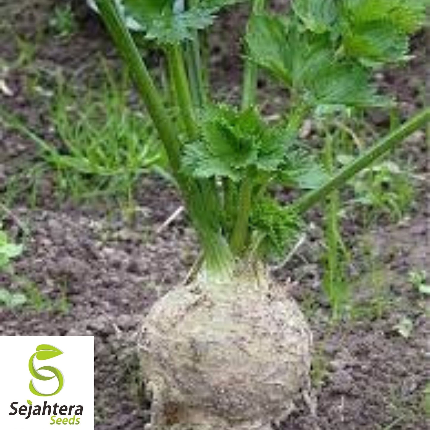 Giant Prague Celeriac Seeds 500+ | NON-GMO Root Vegetable Garden USA