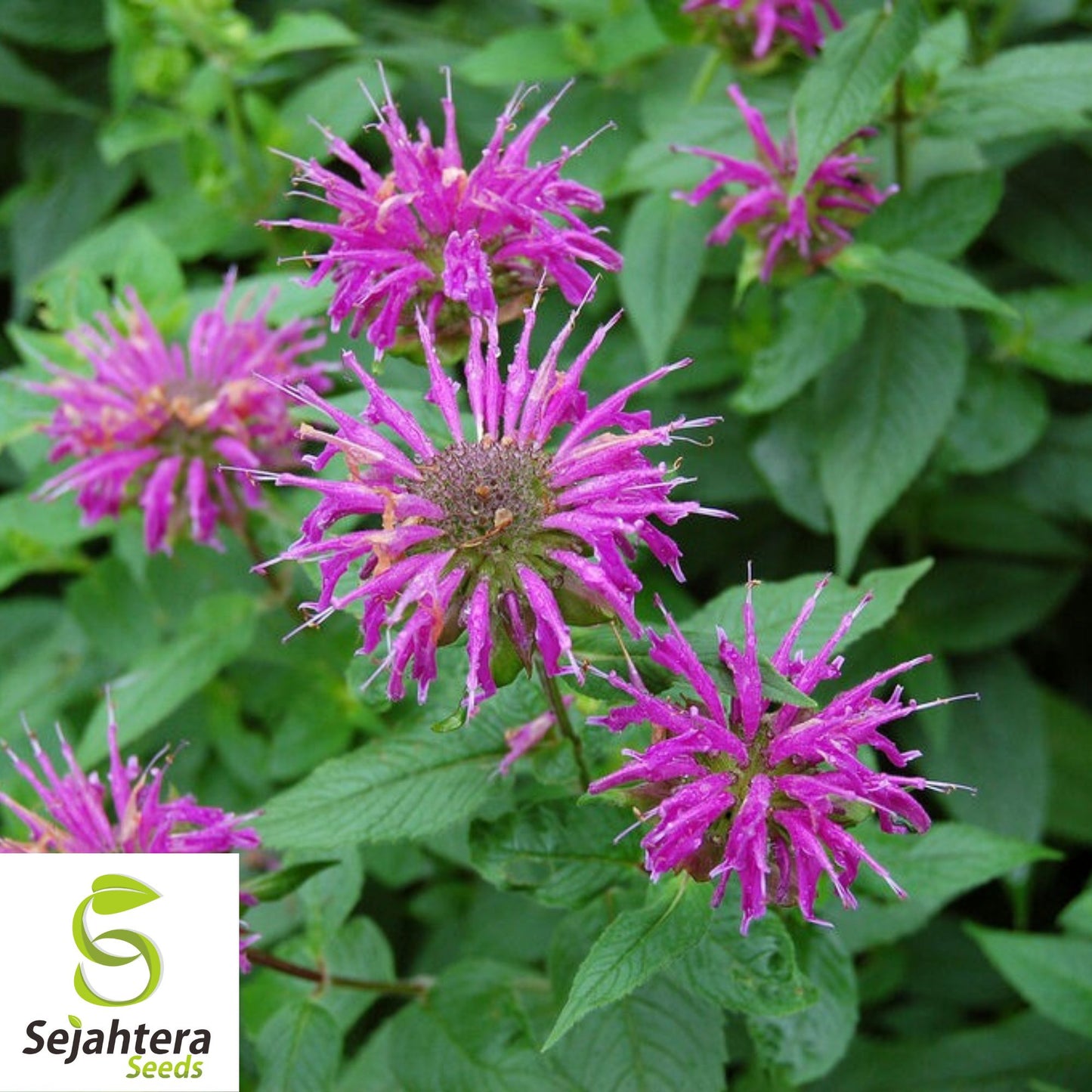 Princess Mix Seeds {800+ Seeds} Young Gardener | Multi-Color, 35+ Varieties