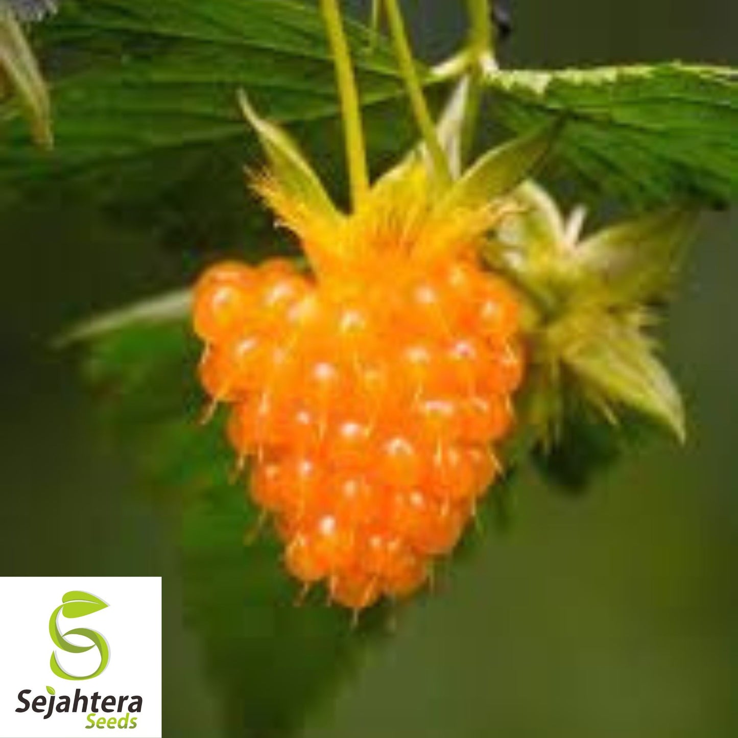 Salmonberry Seeds {Rubus spectabilis} Fruit Bearing Shrub 25+ Seeds