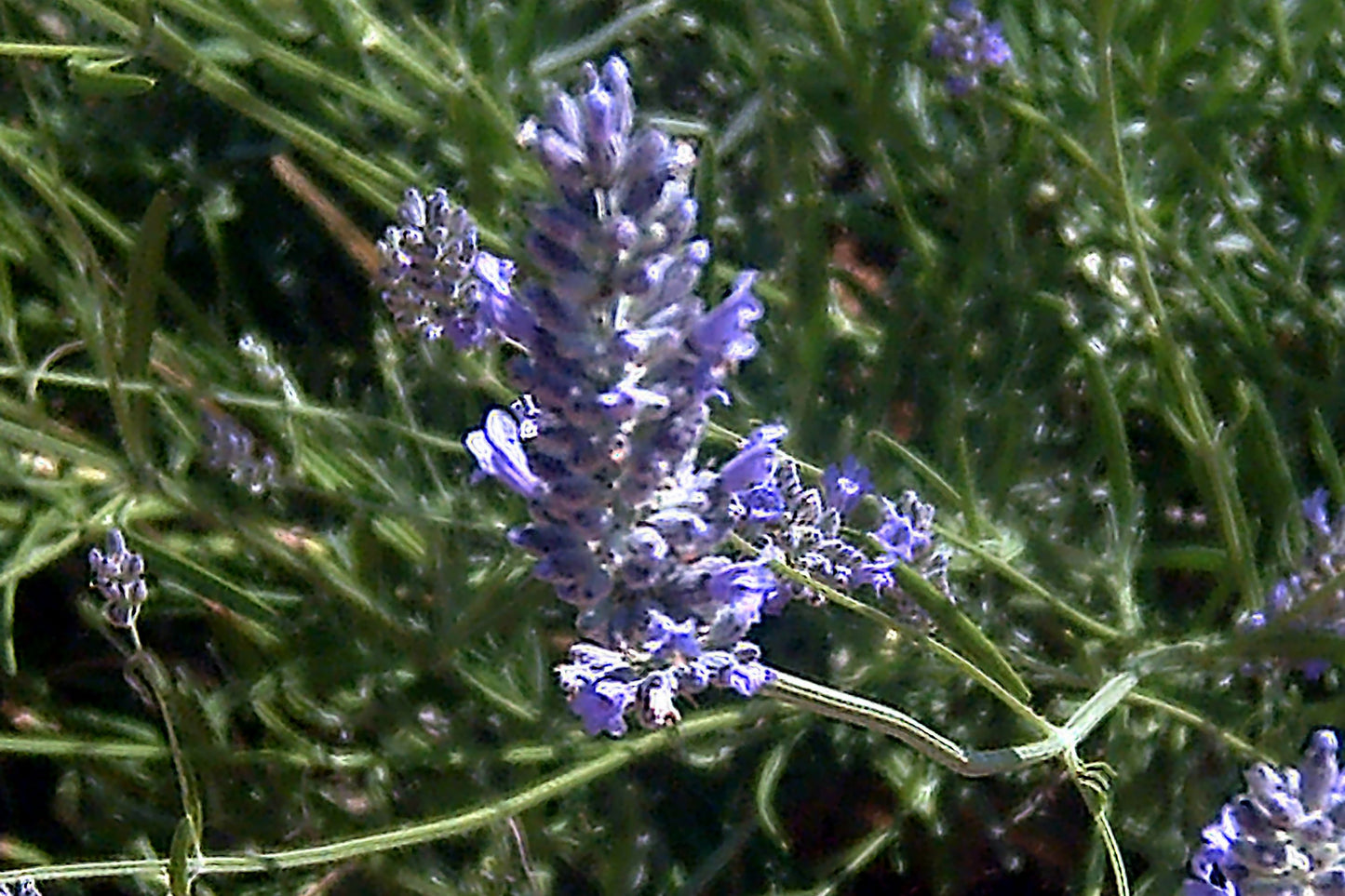 Broadleaved Lavender Spike Lavendar (Lavandula latifolia)