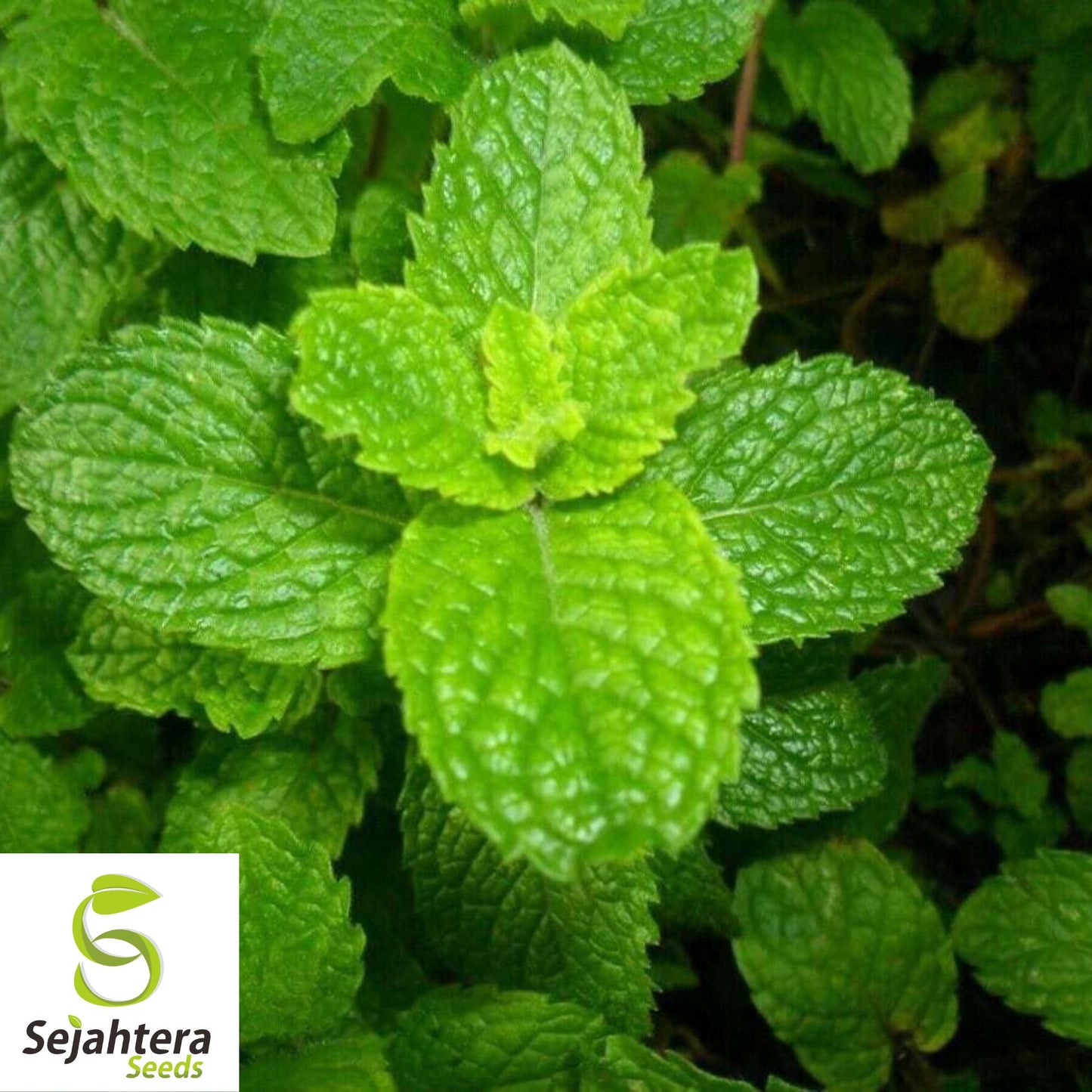 500+ Spearmint Seeds - Non-GMO, Aromatic & Versatile Herb Variety