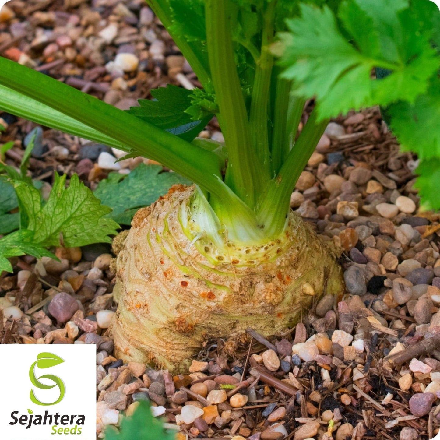 Giant Prague Celeriac Seeds 500+ | NON-GMO Root Vegetable Garden USA