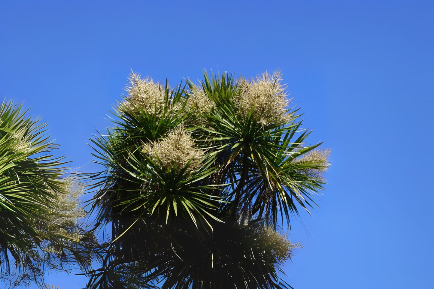 Cabbage Tree (Cordyline australis)