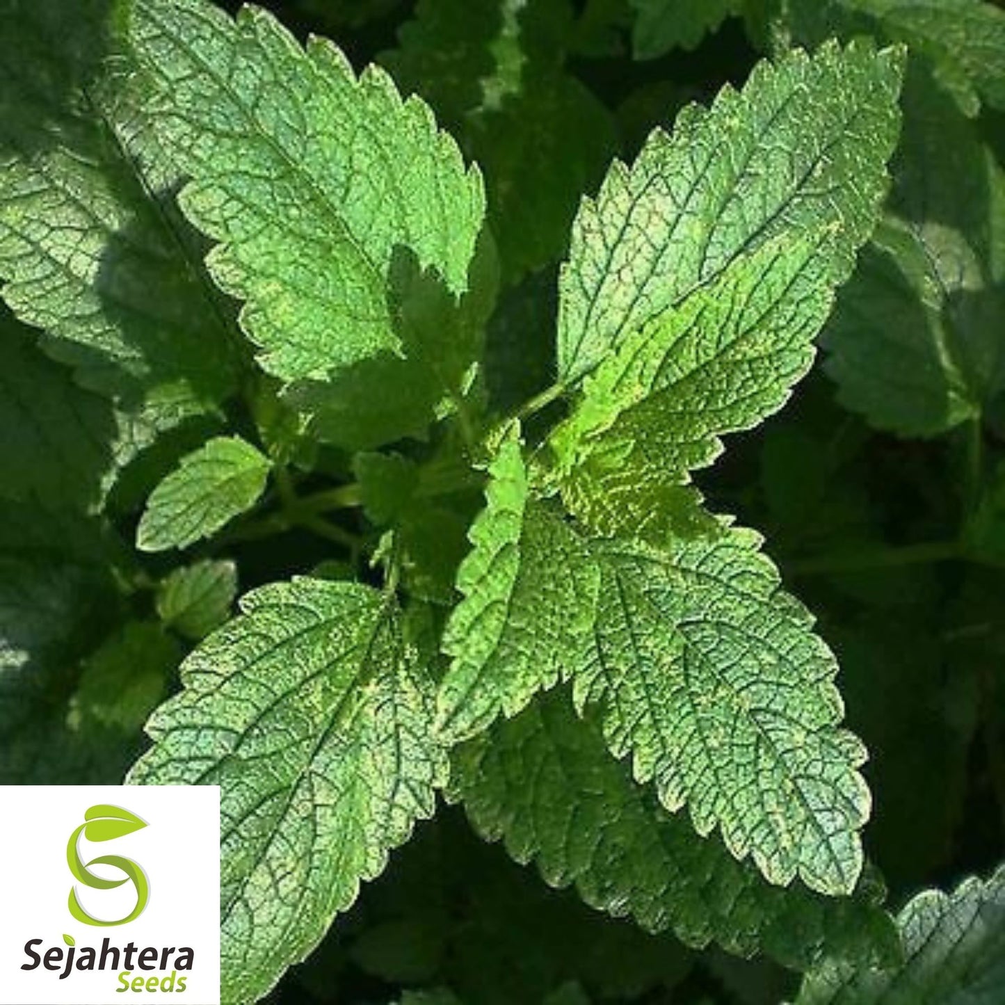 Lemon Balm Seeds 500+ | Perennial Herb & Mosquito Repellent NON-GMO USA