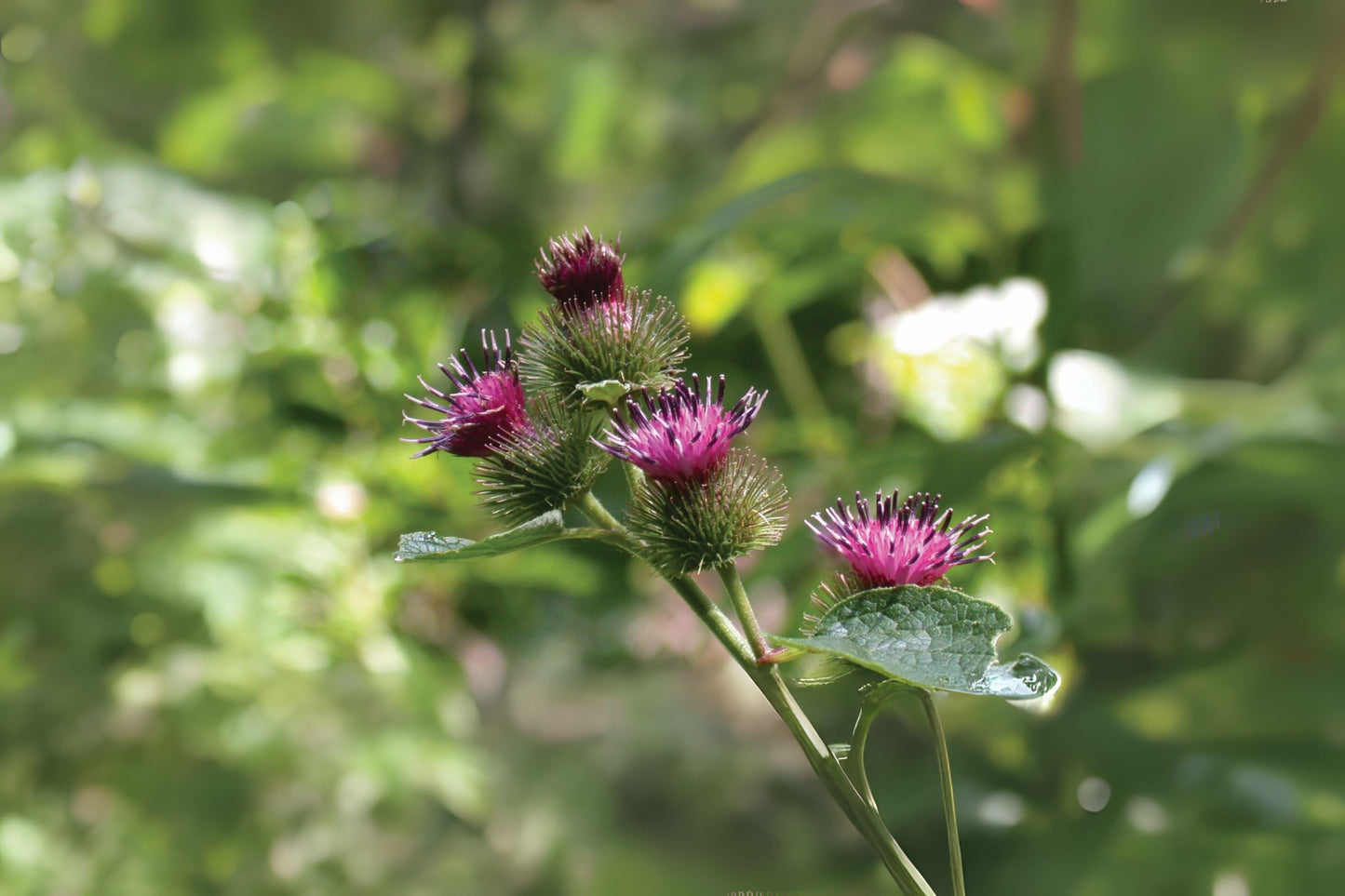 Burdock Clotbur Common Burdock Lesser Burdock (Arctium minus)