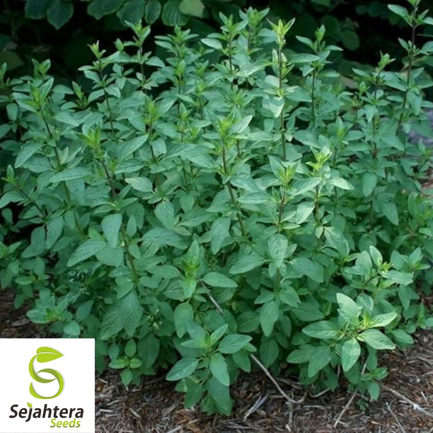 500+ Spearmint Seeds - Non-GMO, Aromatic & Versatile Herb Variety