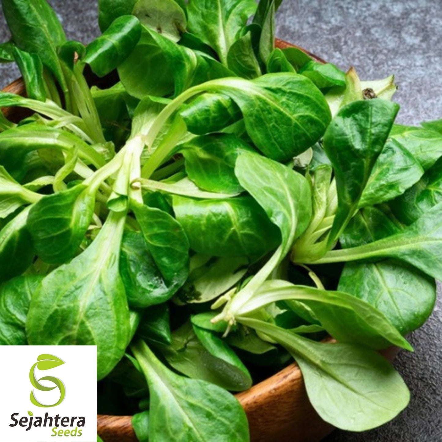 Dutch Corn Salad Seeds 500+ | Broad Leaved Mache Greens Vegetable Garden USA
