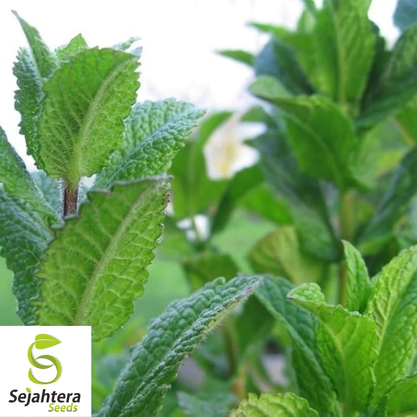 500+ Spearmint Seeds - Non-GMO, Aromatic & Versatile Herb Variety