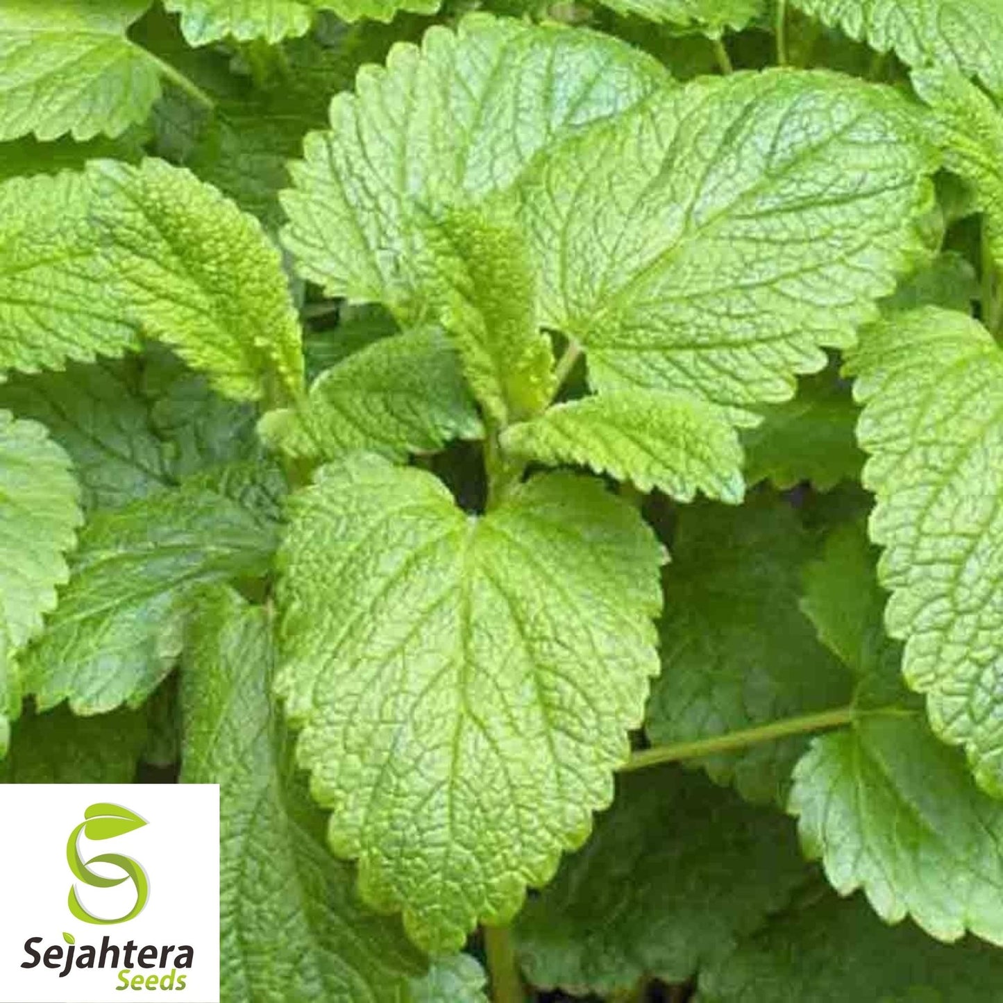 Lemon Balm Seeds 500+ | Perennial Herb & Mosquito Repellent NON-GMO USA