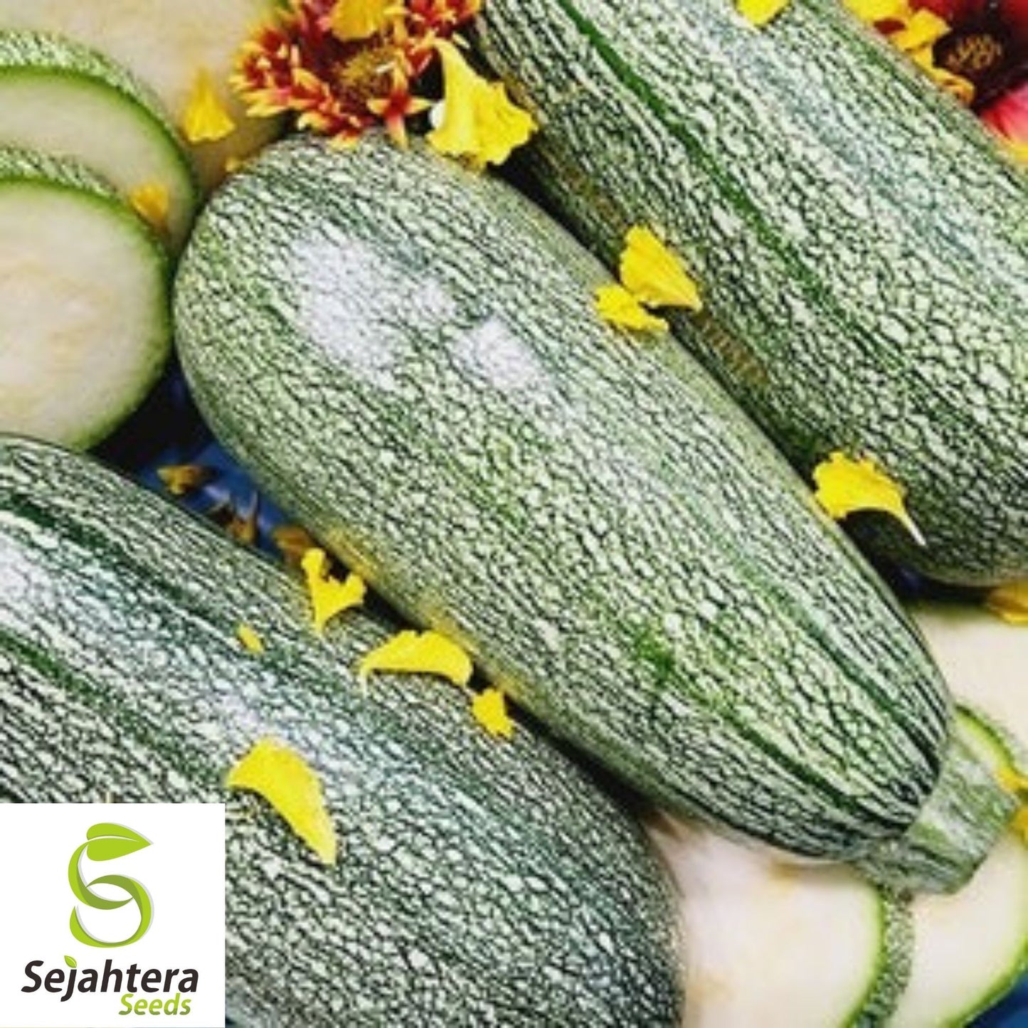 Grey Zucchini Summer Squash Seeds 15 Ct | Gray Squash Vegetable Garden USA