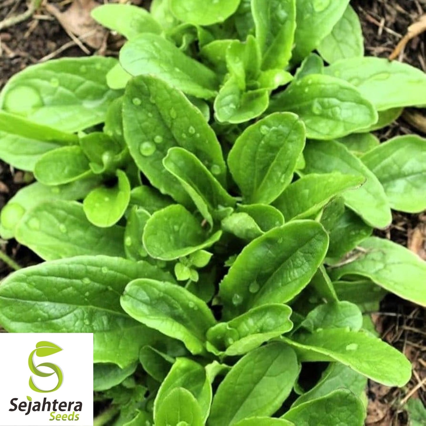 Dutch Corn Salad Seeds 500+ | Broad Leaved Mache Greens Vegetable Garden USA