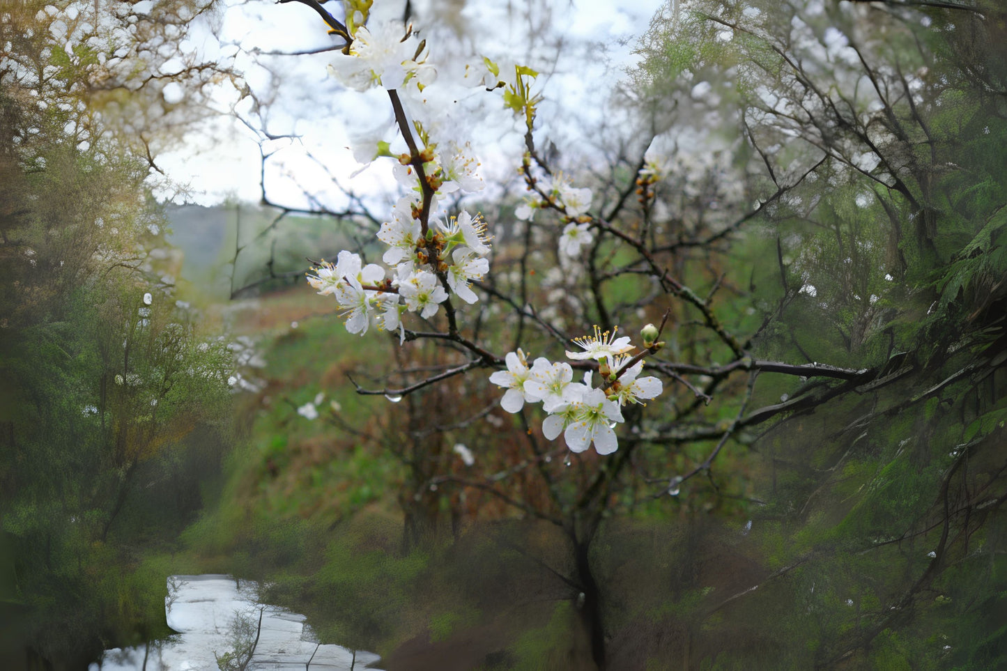Big Tree Plum Mexican Plum (Prunus mexicana)
