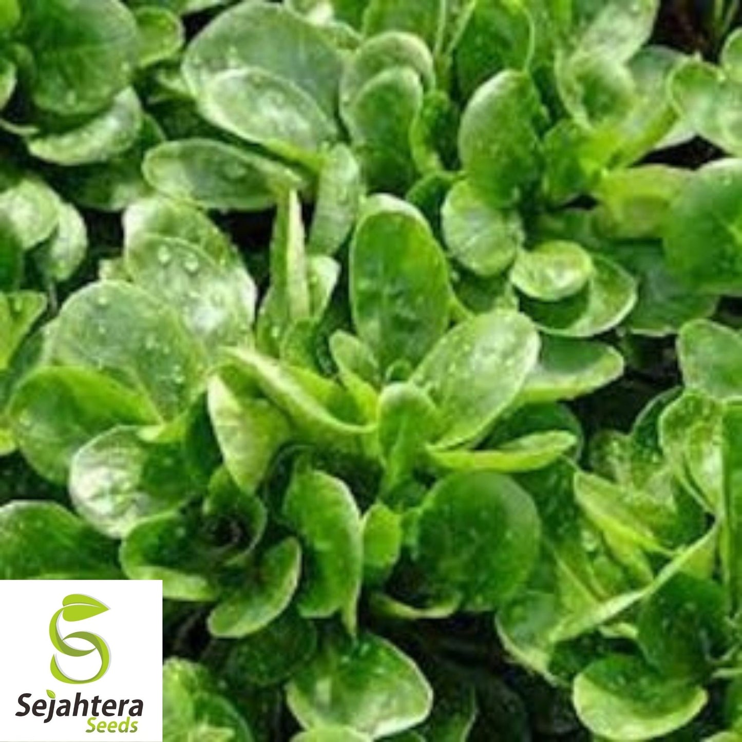 Dutch Corn Salad Seeds 500+ | Broad Leaved Mache Greens Vegetable Garden USA
