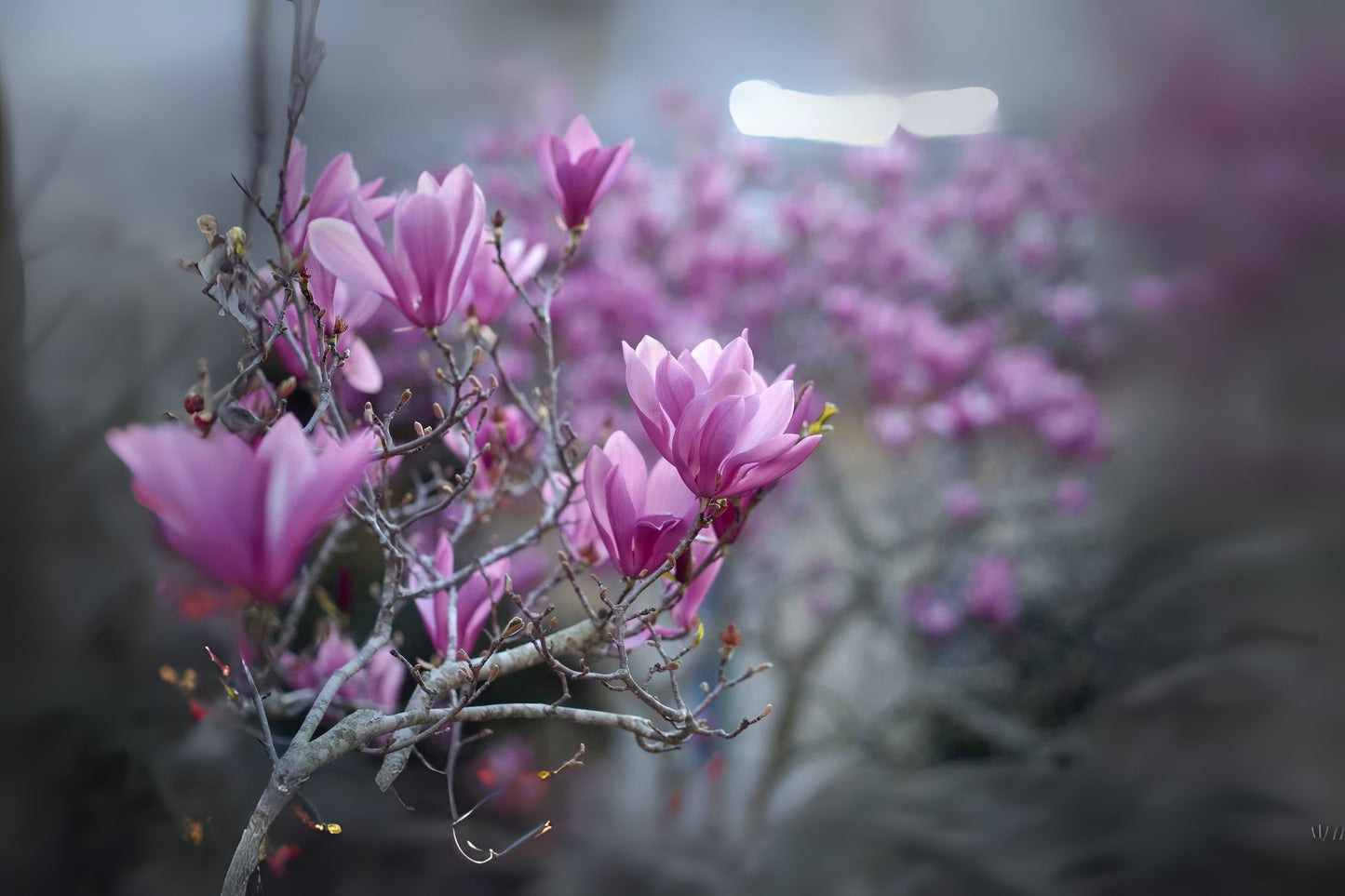 Lily Magnolia (Magnolia liliiflora)