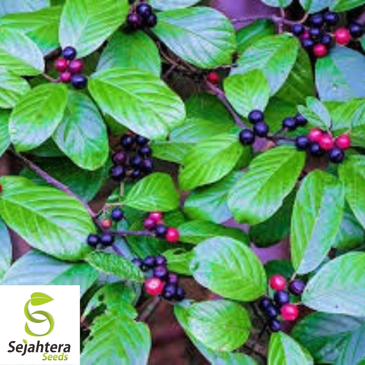 Indian Cherry Tree Seeds {Rhamnus caroliniana} Deciduous 10 Seeds