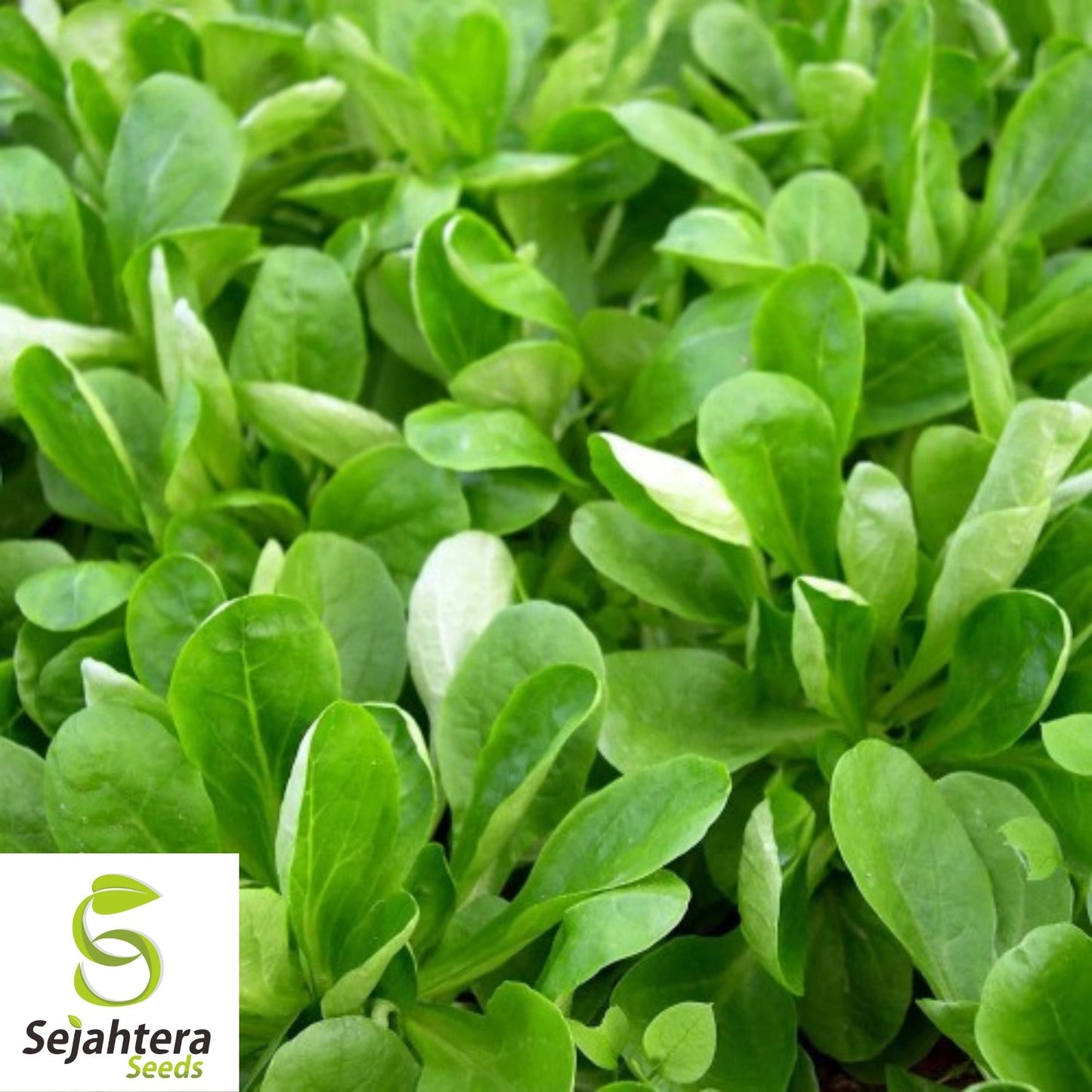 Dutch Corn Salad Seeds 500+ | Broad Leaved Mache Greens Vegetable Garden USA
