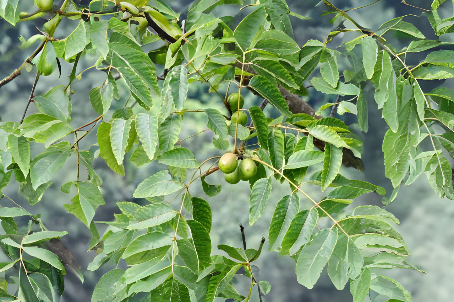 Candy Lapsi Nepali Hog Plum (Choerospondias axillaris)