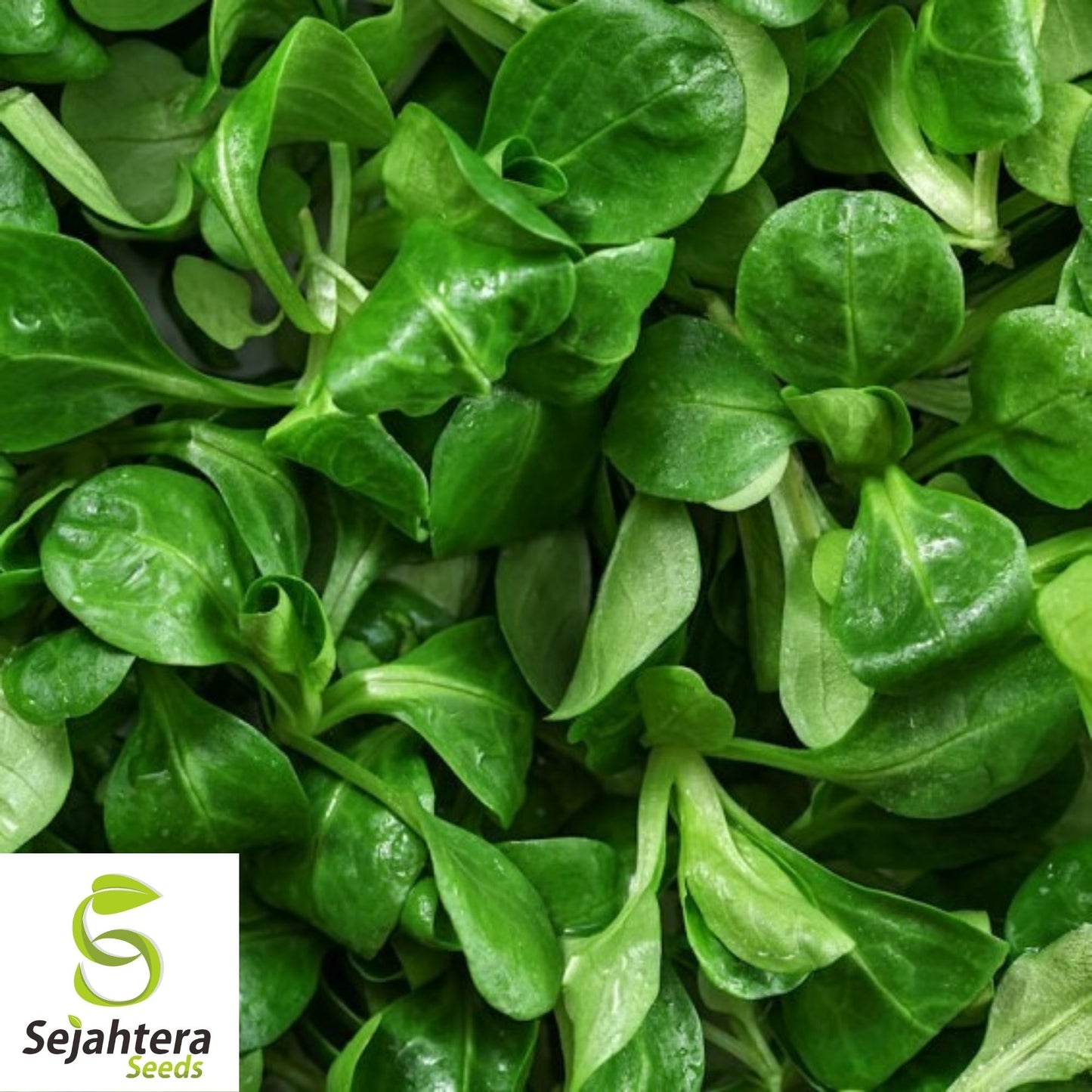 Dutch Corn Salad Seeds 500+ | Broad Leaved Mache Greens Vegetable Garden USA