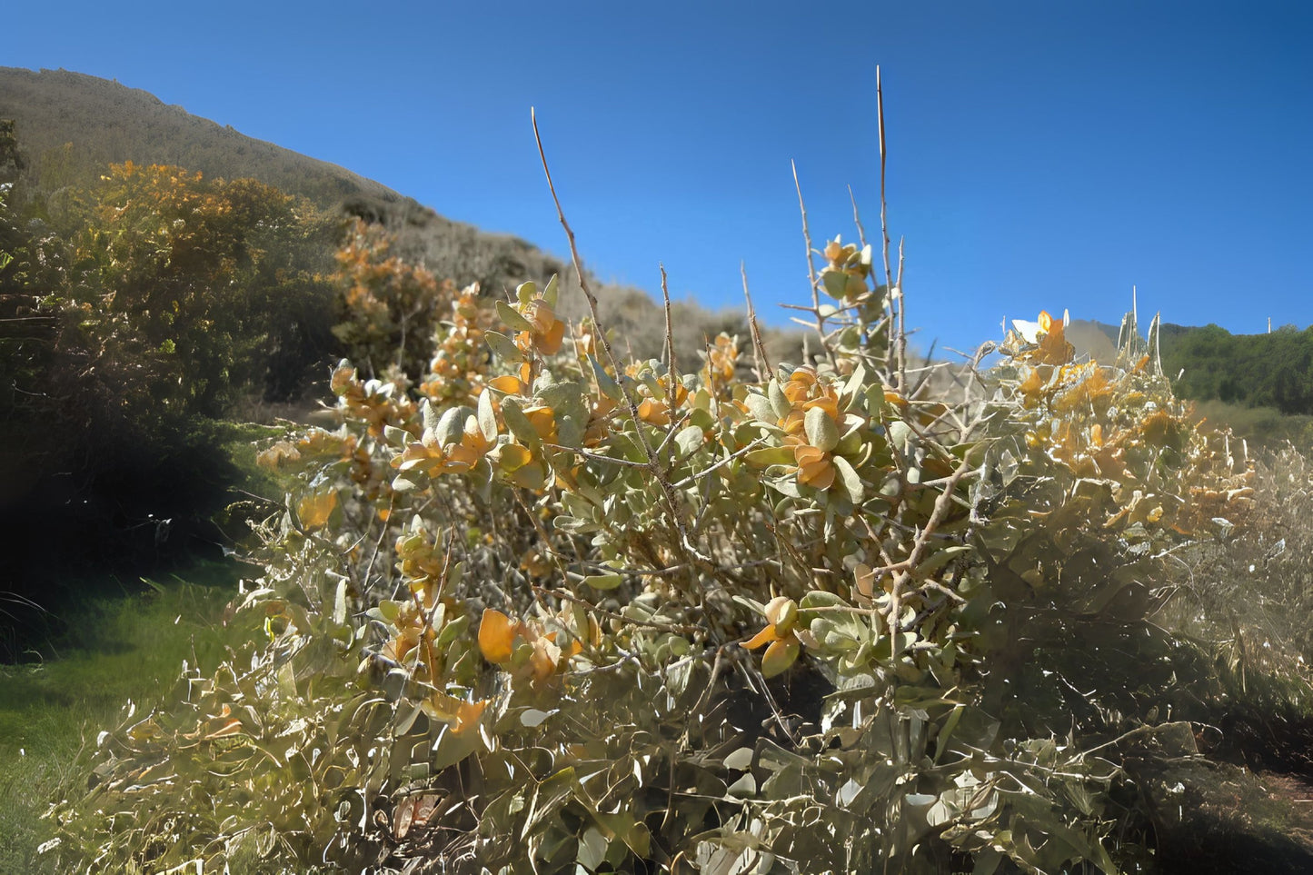 Shadscale Spiny Saltbush (Atriplex confertifolia)