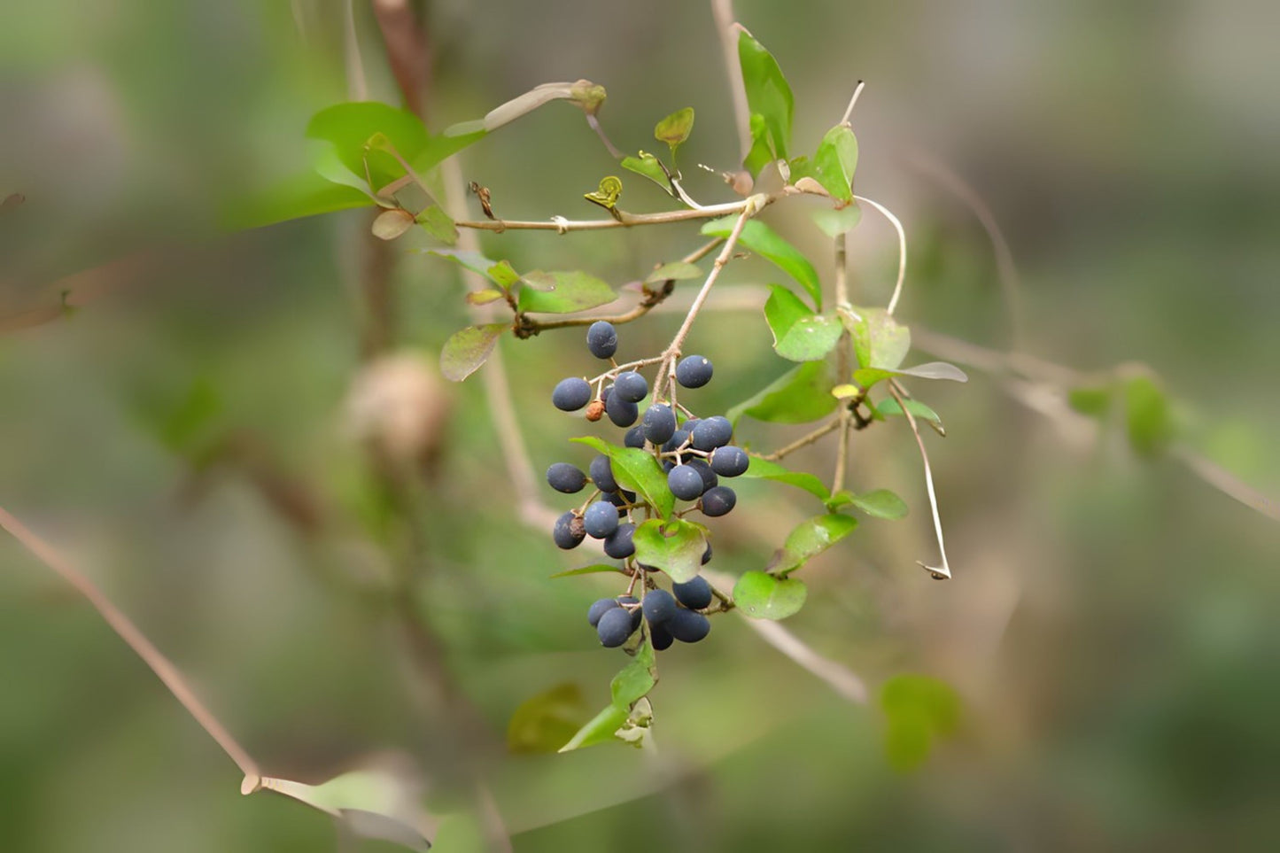 Blackhaw (Viburnum prunifolium fruits)