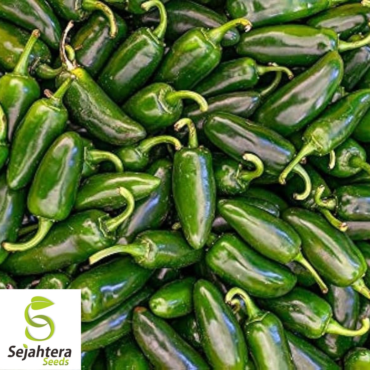 Early Jalapeño Pepper Seeds - 50+ Heirloom, Non-GMO, High-Yield & Fresh