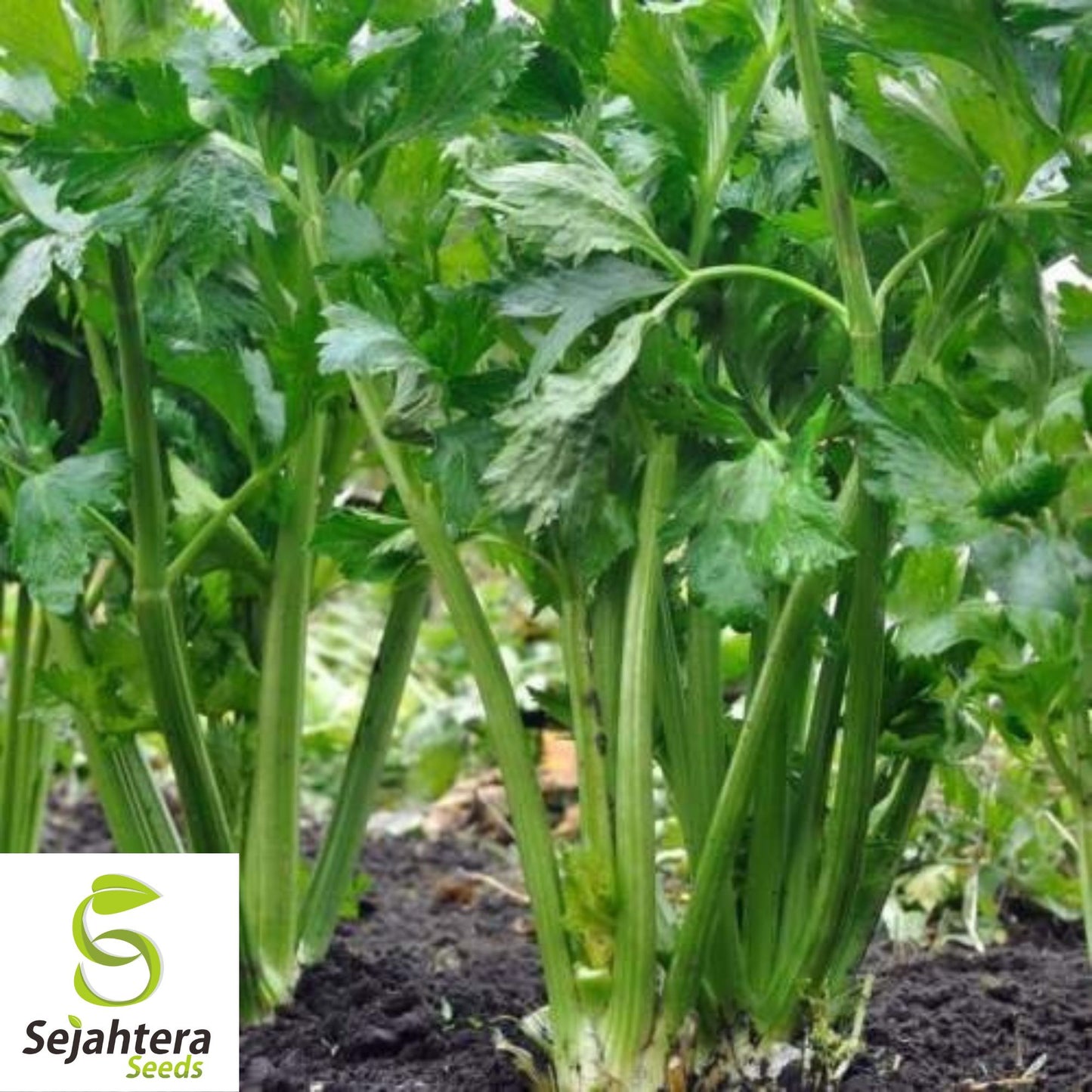 2000+ Celery Seeds - Tall Utah, Non-GMO & Crisp Heirloom Variety