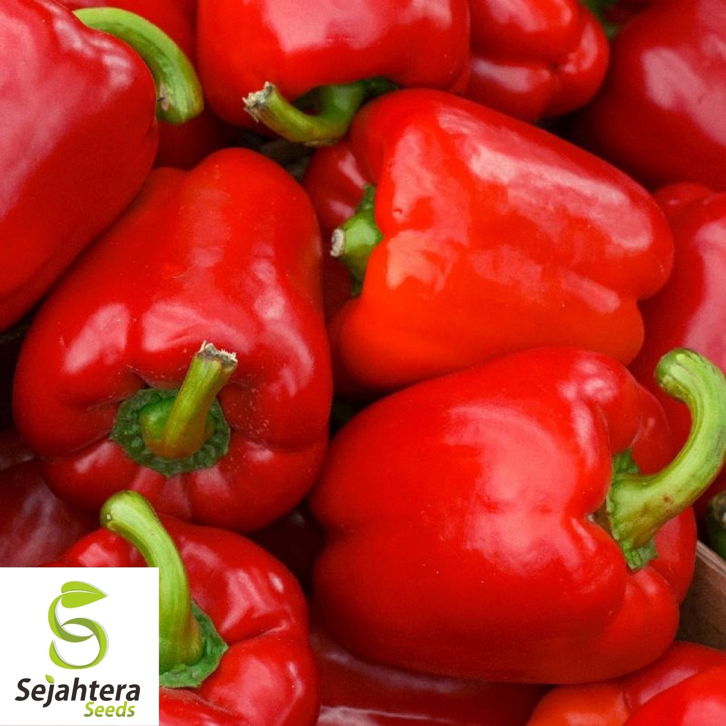 Big Red Sweet Pepper Seeds 25+ | Heirloom Capsicum annuum Vegetable USA