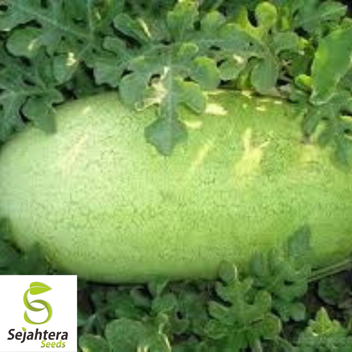 Charleston Grey Watermelon Seeds - 100+ Heirloom, Organic, Non-GMO & Giant