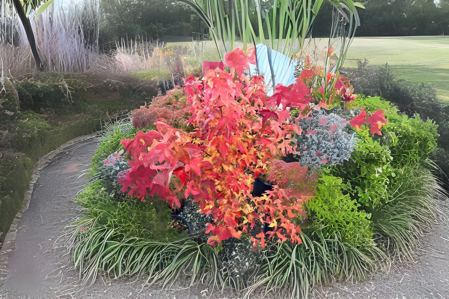 Trident Maple (Acer buergerianum)